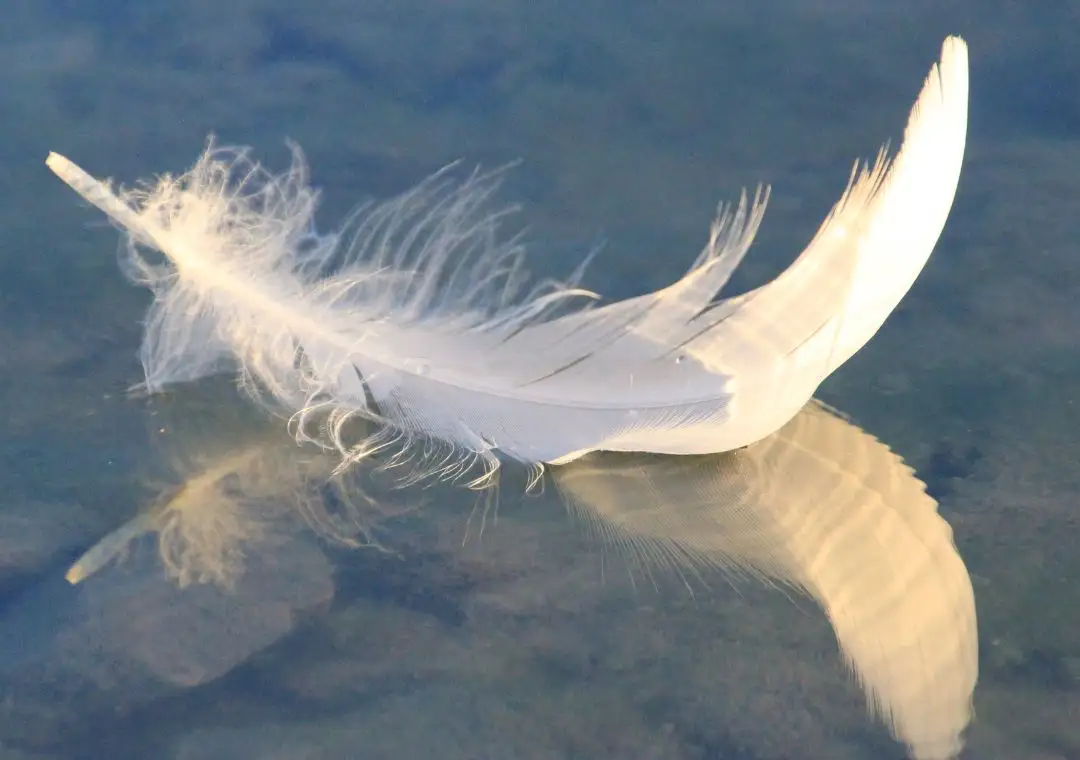 white feather image