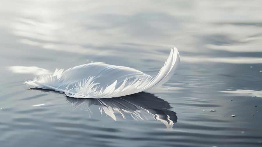 white feather image