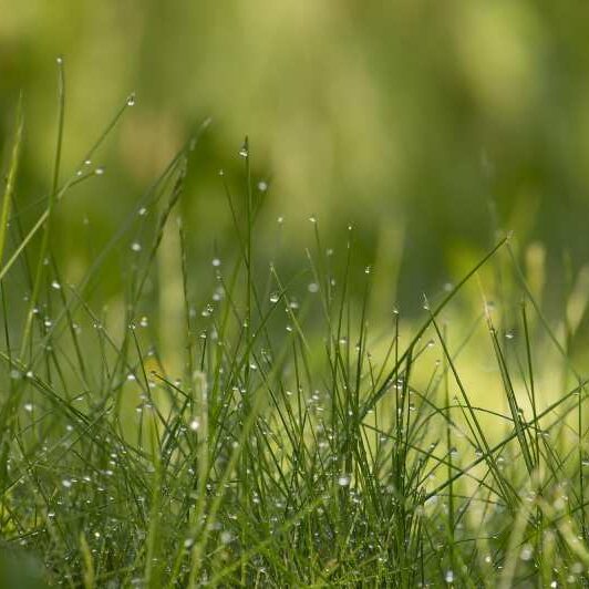 avatar Green grass is covered with drops of morning dew