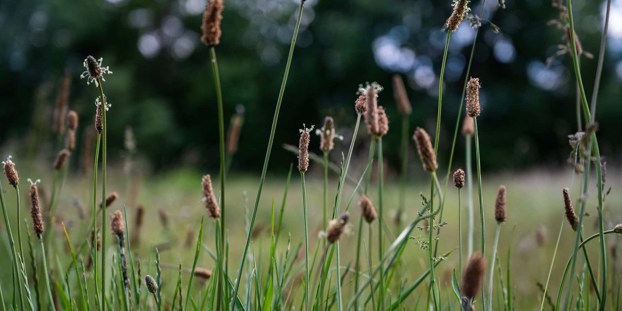 eleocharis palustris